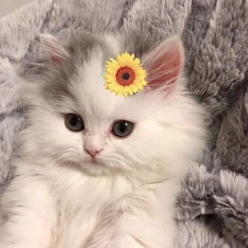 漂亮猫咪图片大全可爱,精选猫咪萌图大盘点