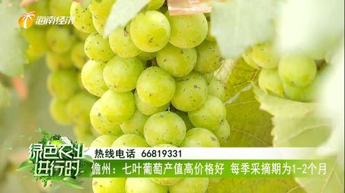 今日七叶瓜价格行情,价格波动解析与市场趋势洞察