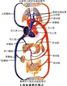 人体血位图片大全,揭秘血管健康奥秘