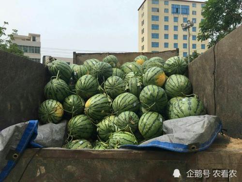 今日毛瓜收购价格
