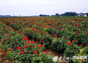 成熟的玫瑰在线观看,在线欣赏成熟玫瑰的迷人风采