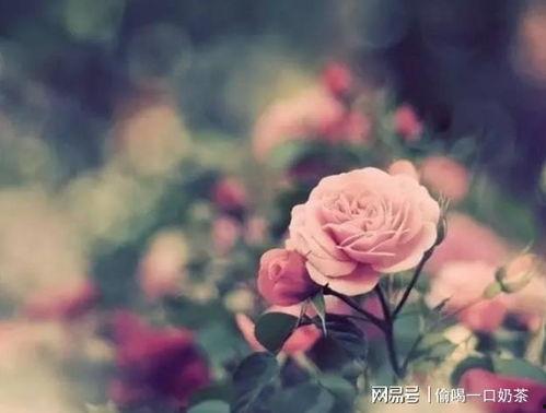 成熟的玫瑰在线观看,在线欣赏成熟玫瑰的迷人风采