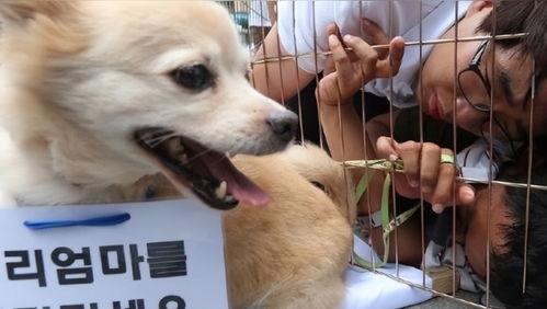 韩国三级狗,揭秘隐藏在宠物背后的社会现象