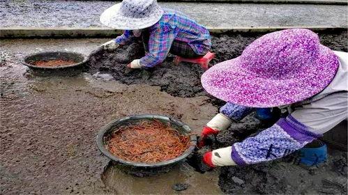 流蜞图片,自然界的灵动精灵