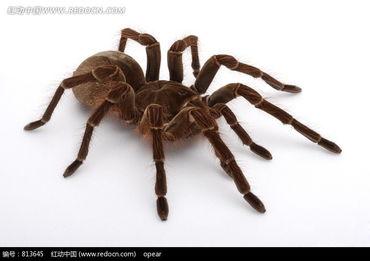 红蜘蛛图片,探寻神秘生物的生态奥秘