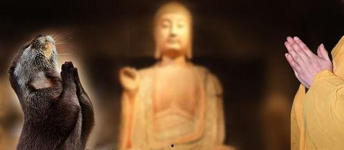 拜佛的图片,感悟心灵宁静之美