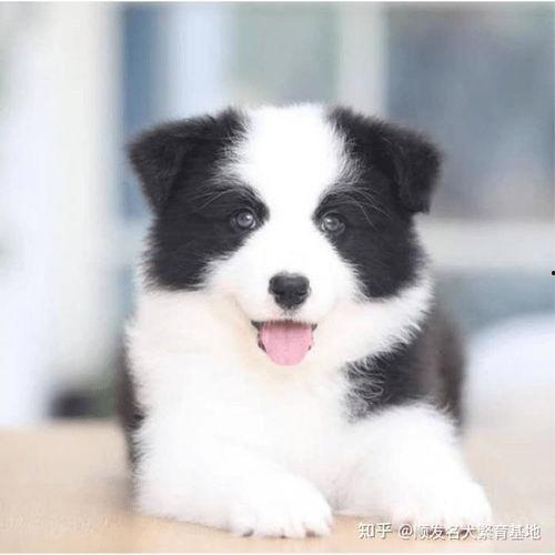 小边牧犬图片大全,萌宠集结！小边牧犬图片大全精选