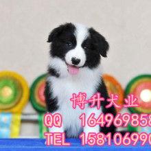 小边牧犬图片大全,萌宠集结！小边牧犬图片大全精选