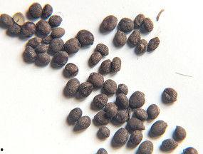 凤仙花种子图片大全,缤纷色彩，繁花似锦的植物世界
