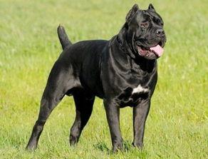 猛犬图片大全,图片大全中的凶猛瞬间