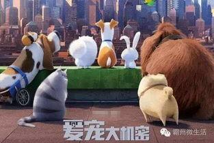 宠物大机密国语,揭秘动物世界的欢乐冒险