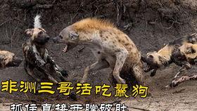韩国野狗们,街头生存者的传奇故事