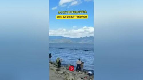 洱海视频,碧波荡漾，生态画卷