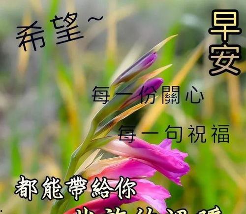 早安图片大全唯美带字,字里行间的温暖问候