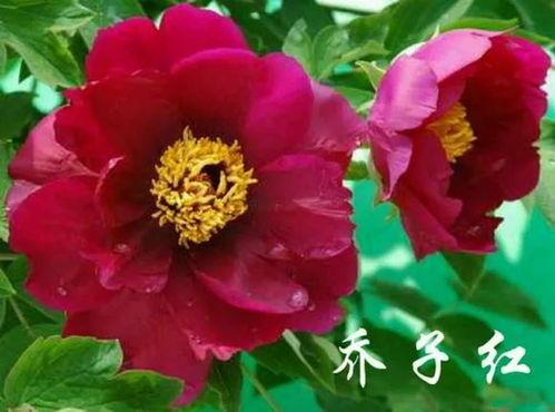 漂亮的牡丹花图片大全,美丽图片集锦赏析