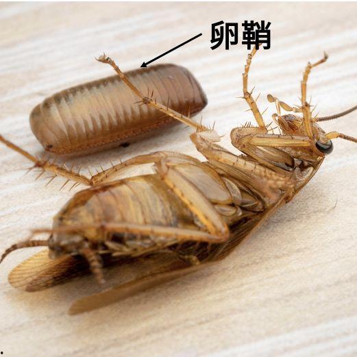 蟑螂的图片大全大图,揭秘家居害虫的形态与习性